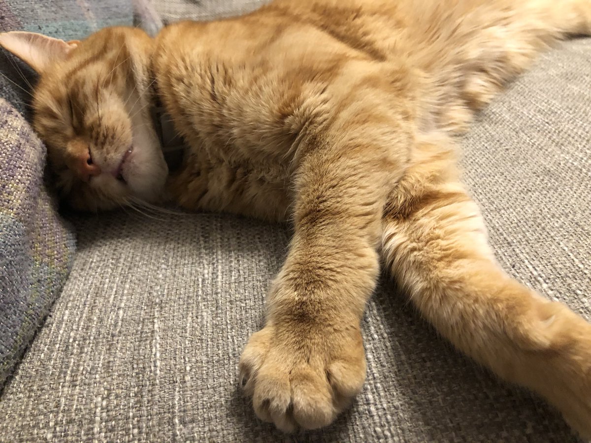 Hello furrfriends. Mum was very busy with her work re #Covid_19 working close to help us get back to normal. #FridayFeeling #alfie #cats #Cat #catlover We are all doing well and I still the #bossofthehouse. Speak soon #paws