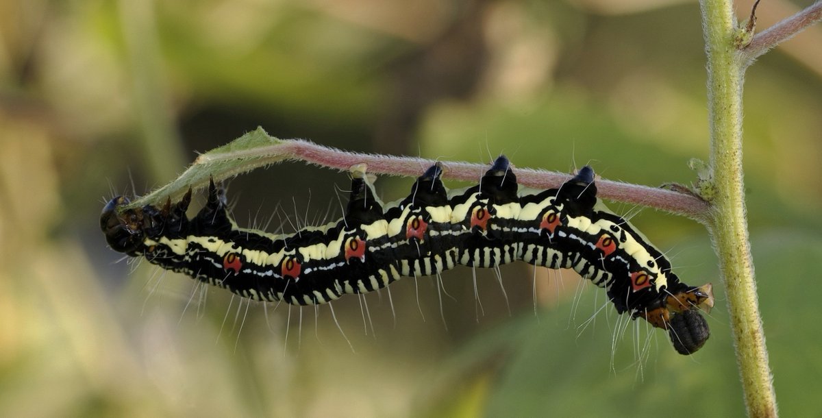 Conviron's tweet photo. As part of the series of Communication Videos the 2020 class of the .@ASPB .@Conviron Scholars, Marlo Hall created this video on how plants defend themselves from hungry bugs and invaders. https://t.co/k3uHExgRc4 .@plantae_org #conviron #aspb https://t.co/TjkSRDXfC6