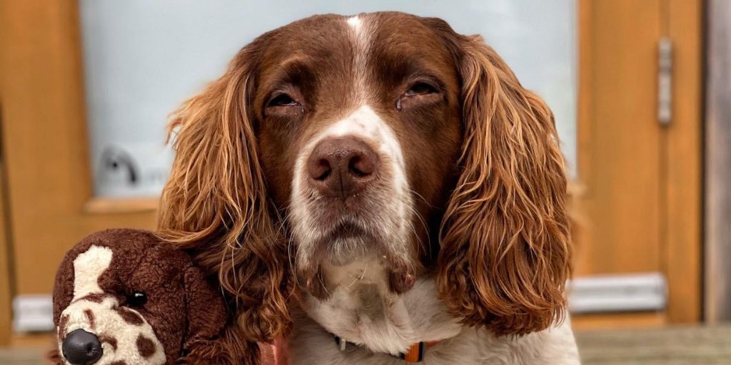 Tomorrow, Team PDSA will be joining our lovely friends from @maxinthelakes to hear Kerry reveal how much money they have raised for poorly pets in need. Tune into the boys' Facebook Live at 5pm to join the jetty jumping fun! 🐾 #PDSAPets