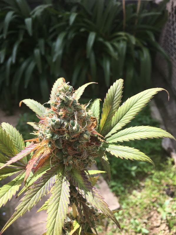 Trainwreck looking for the sun
*
*
*
*
*
#w420
#stonernation
#instaweed
#smokeweed
#smokeweedeverydayallday
#420photography