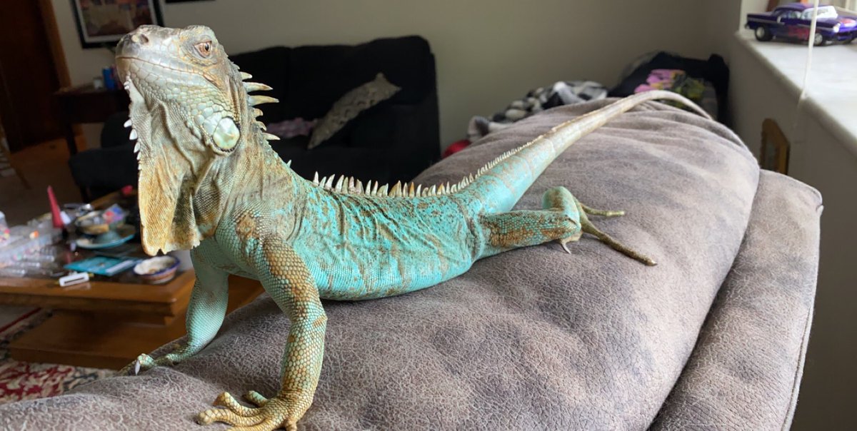 WonTonJonProd's tweet photo. Just a quick lizard flexx💐✨🦎 https://t.co/aPYa2Yb6GG