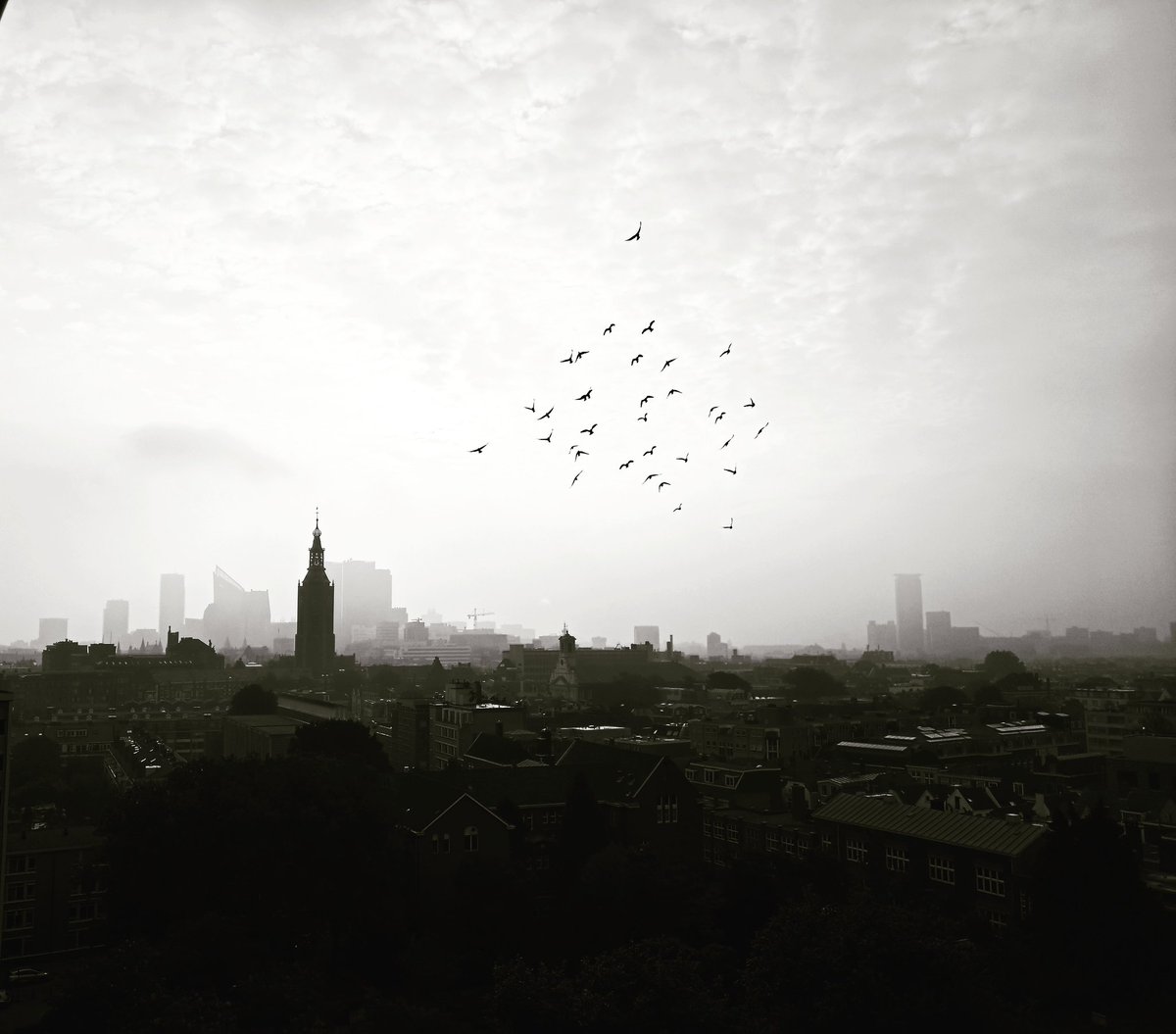 deSnor's tweet photo. Birds #cityview #skyline #ditisdenhaag #thisisthehague https://t.co/v3gEA8ViLX