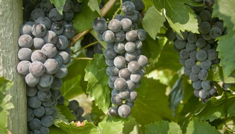 GrapeResearch's tweet photo. The @CornellCALS #grapebreeding program has released 6 #coolclimate #diseaseresistant varieties since 2010. Arandell, Aromella, Corot Noir, Everest, Noiret and Valvin Muscat. Which is the best-selling #winegrape and which is a #tablegrape? #graperesearch https://t.co/yVjIvpcNlX https://t.co/hnpWaizhI2
