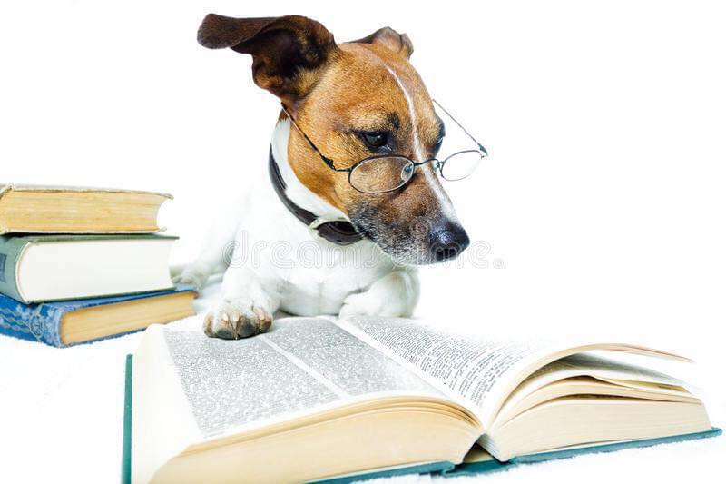 DogFirstAid's tweet image. Do you enjoy the #TopTips that we share? If so, why not download our FREE eBook which is packed full of them. Visit here to get your copy... #dogfirstaid #dogsoftwitter

dog-first-aid.com