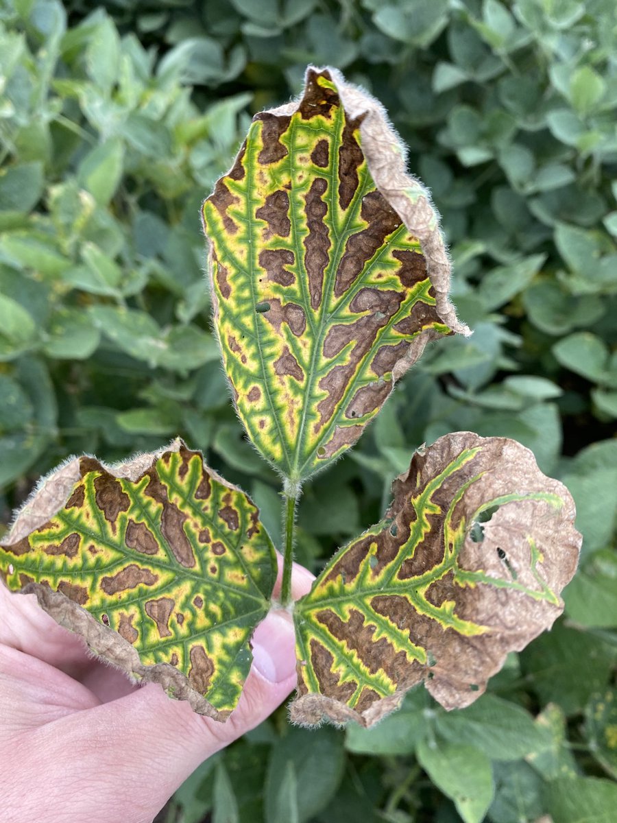 LonghenryAG's tweet image. SDS and BSR showing up more this year in bean fields. Accurate scouting now pays for future plans. Tagging fields on CHS Agellum with disease pressure is an easy way to track field history! ⁦@CHS_Brandon1⁩ ⁦@CHSAgronomy⁩