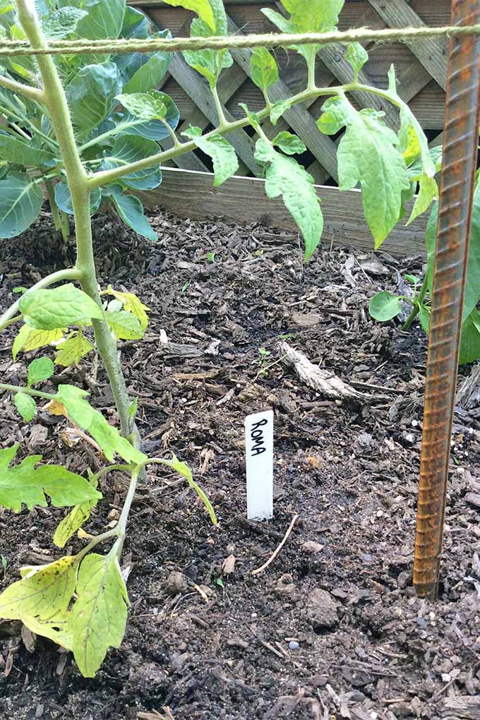 Gardeners_Path_'s tweet photo. Looking for a budget-friendly and simple way to support your tomato plants this year? π
Check out our DIY tutorial to the Florida Weave: https://t.co/j0AtEEukkp #gardeninghacks #howtogrowtomatoes https://t.co/SmGBRzViDf