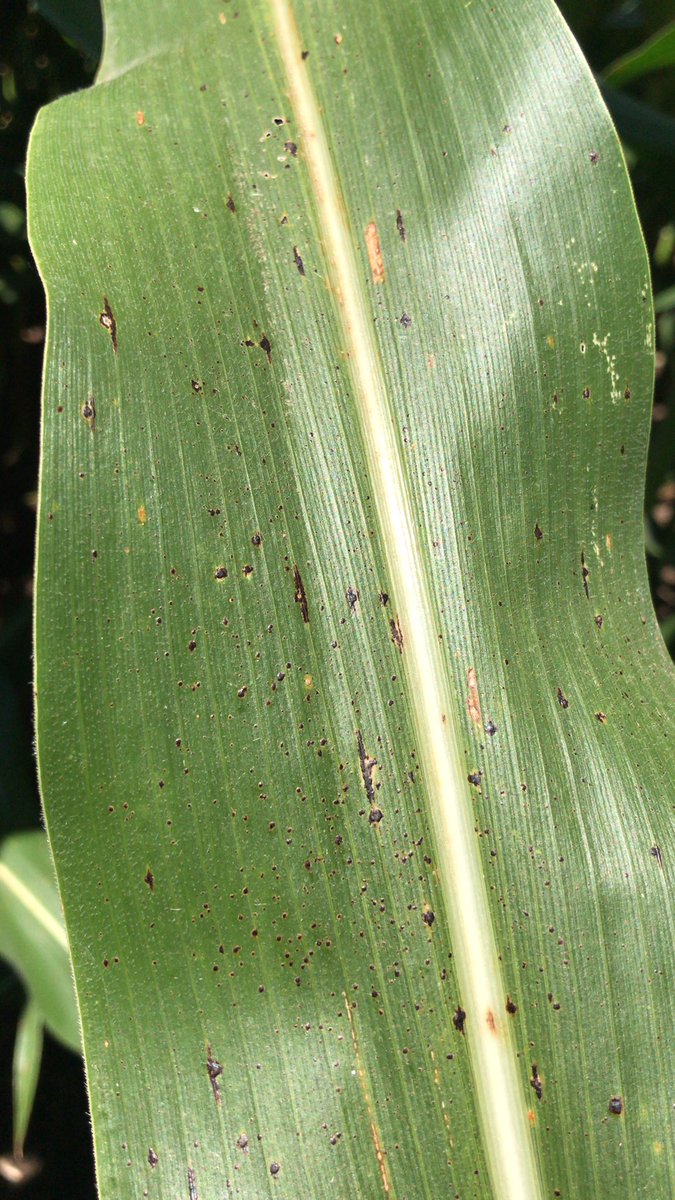 ILGHagronomist's tweet image. TarSpot Mason County IL #ILCorn #scout2020 #corndisease