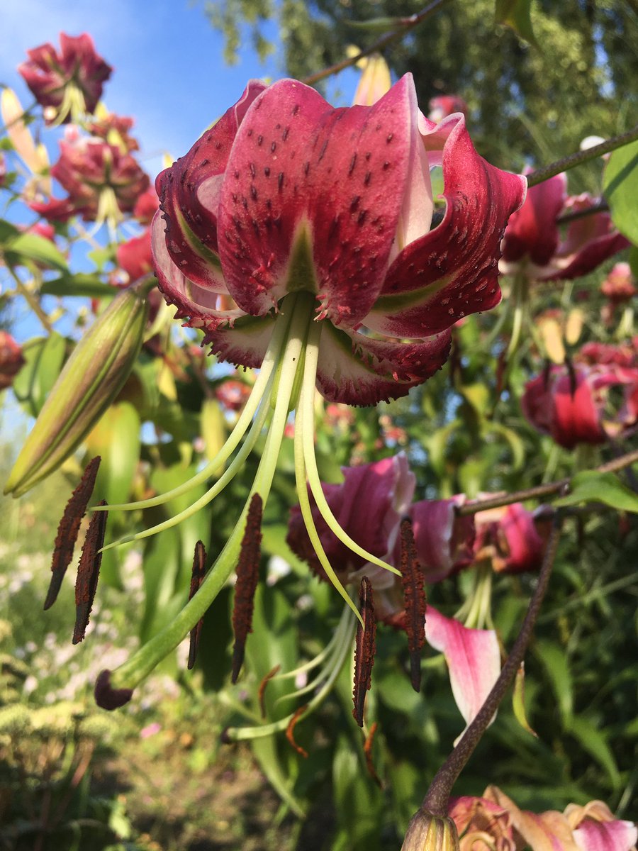 SanneBorsti's tweet photo. @SwietjesO @Safer_Place @10MinDQ @brittafahl70 @LallyFawn @witchofgric @danielalippke @rosannefrank25 @sasseyjudy @LaughOutLander Saw this during my 5 km walk #FlowerLadies 💖💖 https://t.co/9V92wi06cM