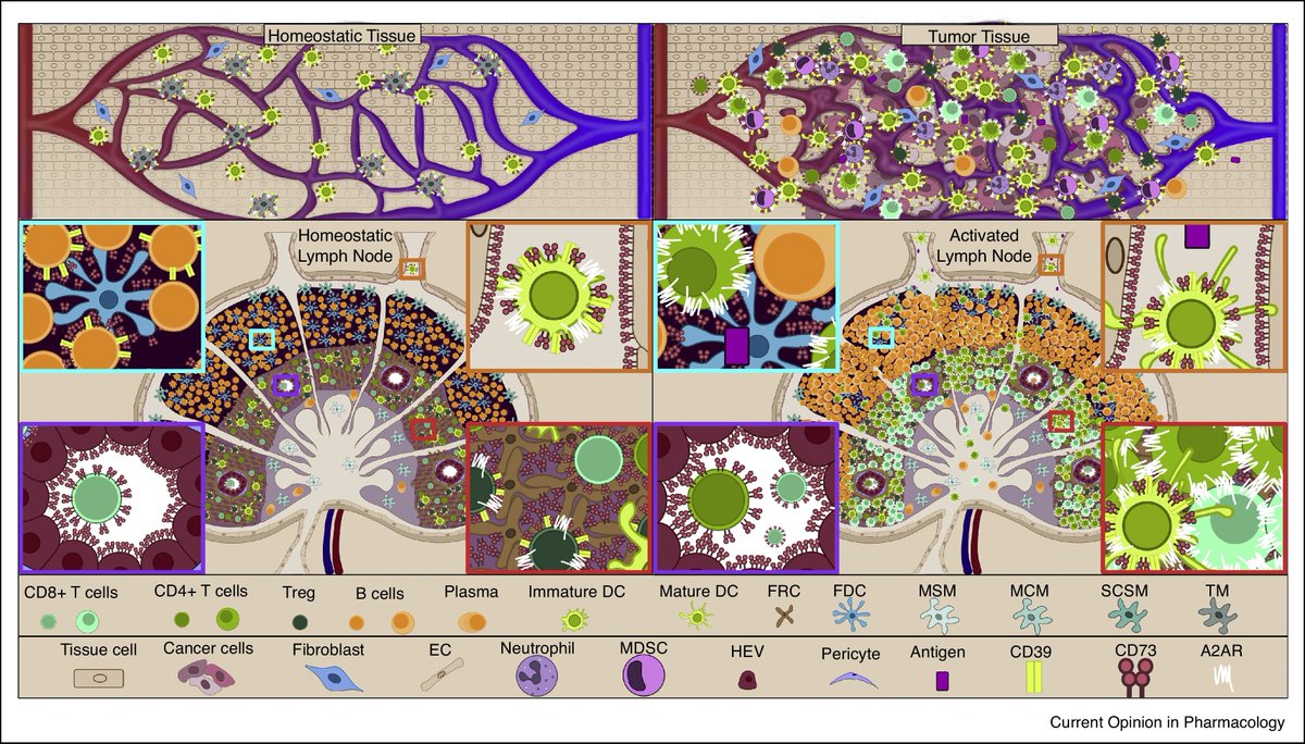 A big thank you to Current Opinion in Pharmacology for this opportunity! Excited to share our new review on A2AR as a target for cancer immunotherapy. <a href="/RachelSHelms1/">Rachel S Helms</a> &amp; Jonathan Powell identify ways to bring A2AR targeting into the clinic.  
authors.elsevier.com/sd/article/S14…