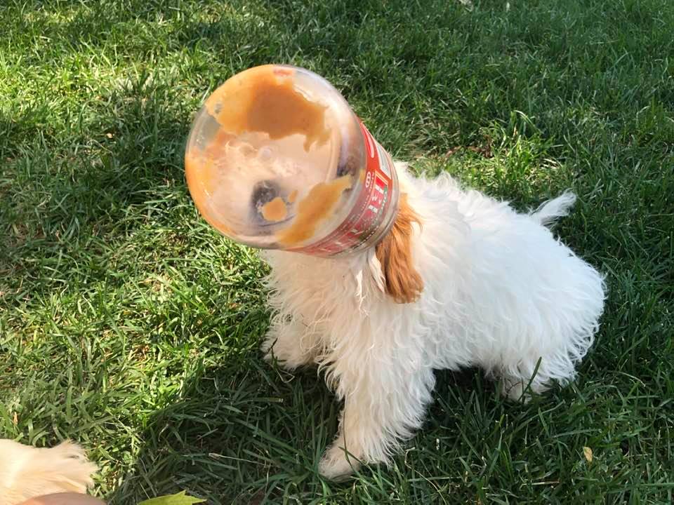 Here's my dog with a peanut butter jar stuck on her head.