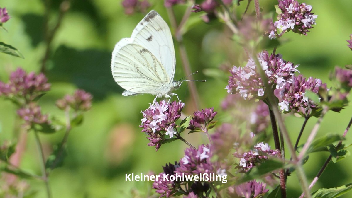 Der Schottergarten wurde verboten. Kontrolle fällt aus. Anzeigen sind gefragt. Der Nachbar soll die Aufgabe übernehmen. Das kann er nicht ohne Ansehensverlust. Dafür ist die Executive zuständig.