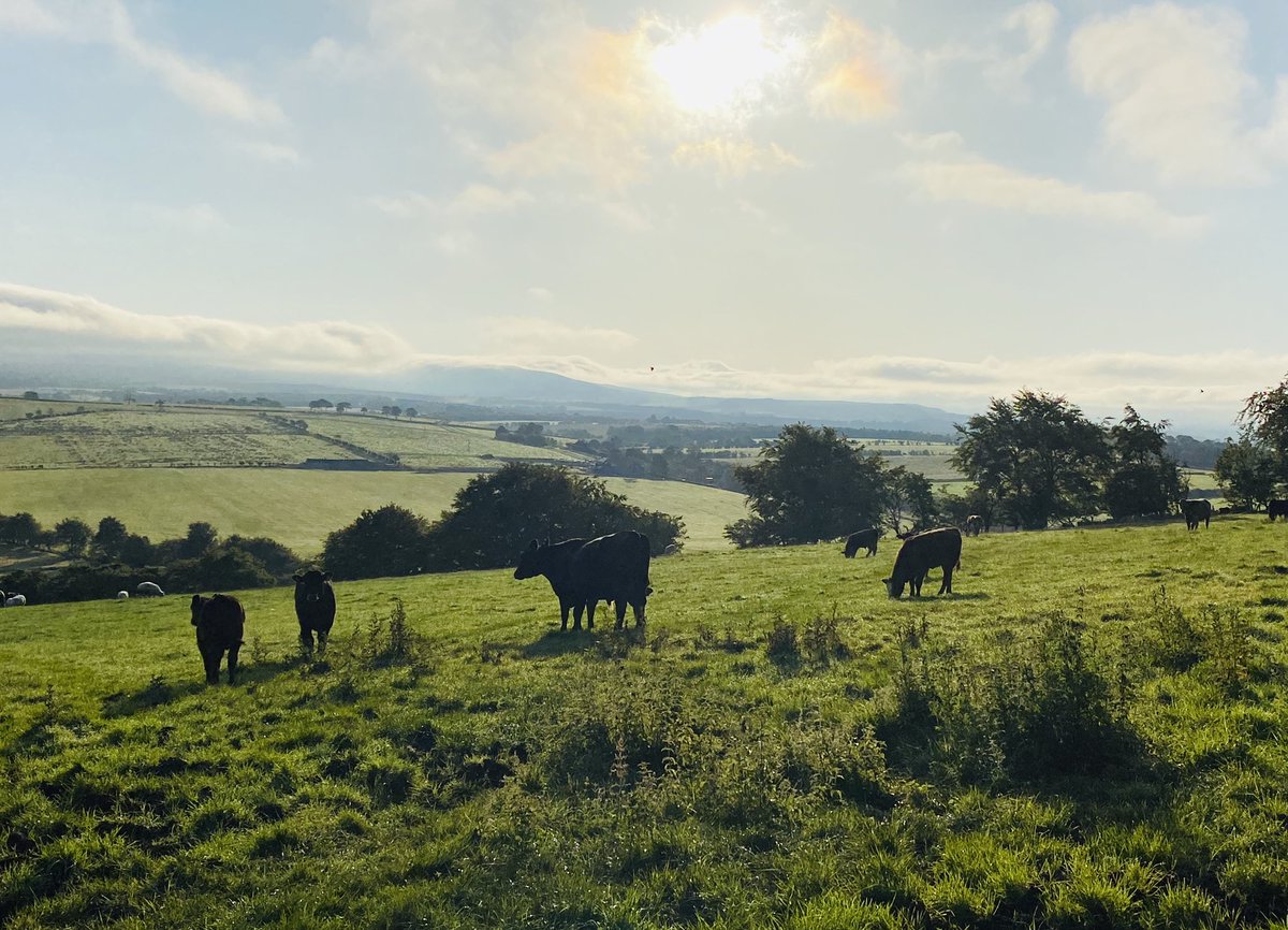 cathyjamieson's tweet photo. Had some interested onlookers watching me take this morning’s photo! #mauchlinehilltop

#hopeandmemorieswalkforacs  #walkdownthelockdown

If you can spare a small donation to help @ayrshirecancer please go to my just giving page

https://t.co/RycV0OOQ3N https://t.co/MseoPzcR9H