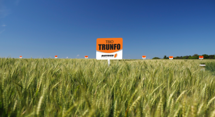biotrigo's tweet photo. GENÉTICA AMPLIA RESISTÊNCIA A #GIBERELA E #BRUSONE NO TRIGO: essa nova cultivar de #trigo será mais uma aliada do #agricultor para atender a legislação vigente sobre DON:
https://t.co/wdmVAxIbYQ https://t.co/ehdahj1MYZ