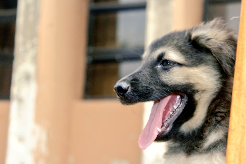 PetsRefuge's tweet photo. My favorite from Ariana liter, Please you all should help with name suggestions for a male puppy.
#ladoimedogs #dogsoftwitter #Dog #doggychallenge #DogLover #DoMe #bbnaijalockdown2020 #BarcaBayern https://t.co/tXJ1BQOm73
