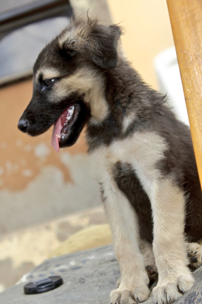 PetsRefuge's tweet photo. My favorite from Ariana liter, Please you all should help with name suggestions for a male puppy.
#ladoimedogs #dogsoftwitter #Dog #doggychallenge #DogLover #DoMe #bbnaijalockdown2020 #BarcaBayern https://t.co/tXJ1BQOm73