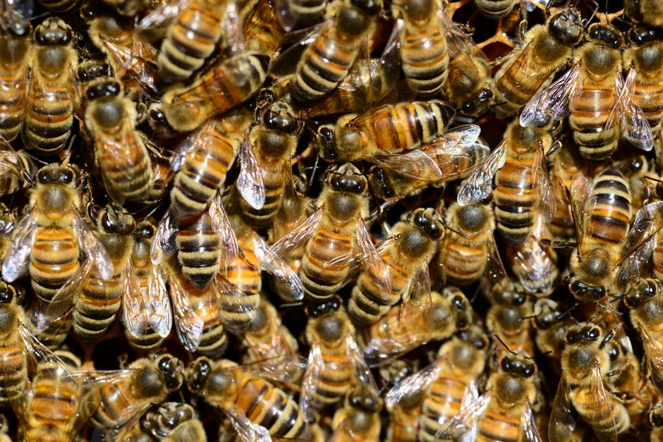 ppsriverregion's tweet photo. The most challenging nests to control are those that located deep inside the walls of a home. If there are bees or wasps anywhere in your home, extreme caution is advised. Call Extermitech (334) 209‑4590

#extermitech #pestcontrol #wasps #bees #flyinginsects https://t.co/NzHjTsLutd