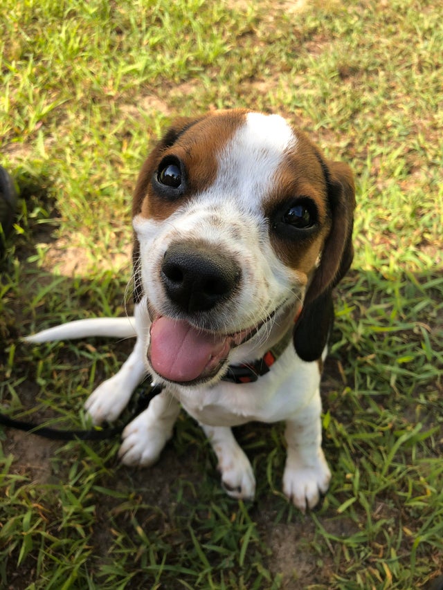 dog_upon's tweet photo. Josie is 4 months old today! https://t.co/RHucgMpKy5