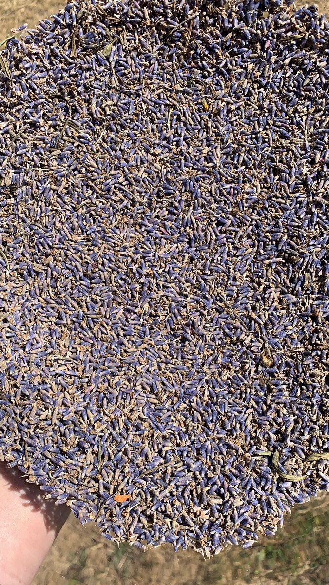 firstclassvirus's tweet photo. Back to the mountains after harvesting some lavender https://t.co/6HEvOBzuD2