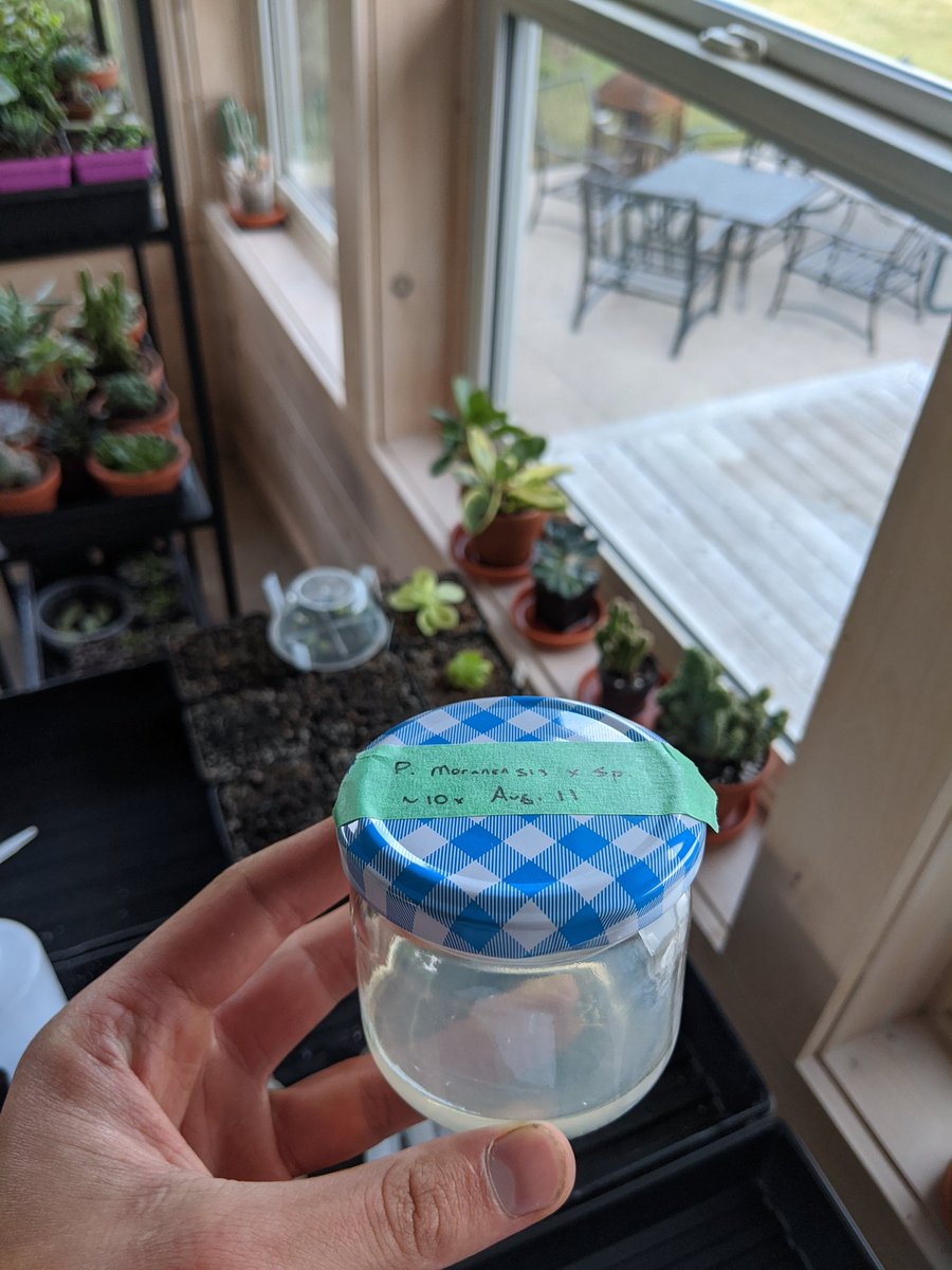 Agierys's tweet photo. Attempting Micropropogation// Tissue culture. Let's hope I didn't contaminate everything 🌱🦠🧫 https://t.co/ZYNyBTAMW9