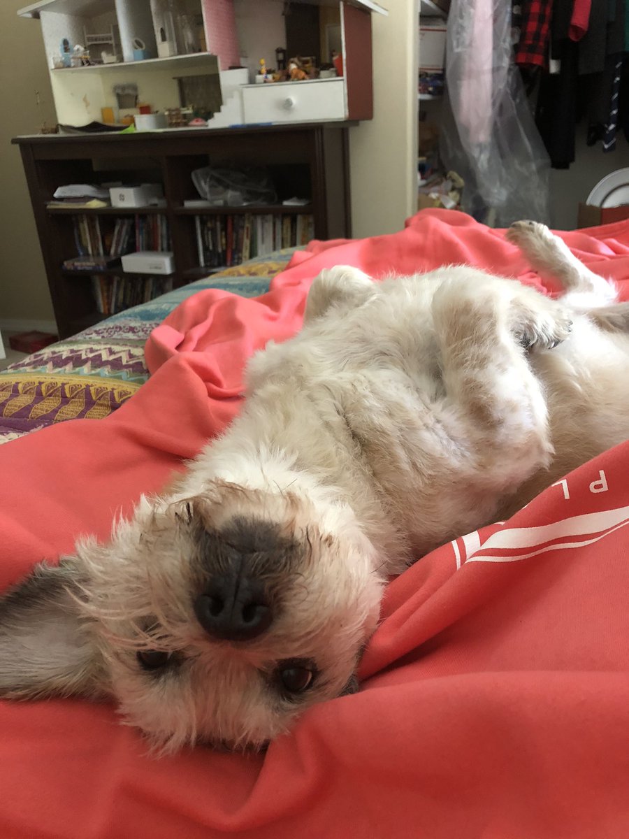 SassyNerdMT's tweet photo. @Shelly_A_Clark @tobinaddington @boblambert90 @nik_bowen @Burbachbacon @Kmagura Love it! That’s a happy pup!
Happy #FreshSliceFriday from Toots, who is celebrating upside down today 🤪 https://t.co/bhhxDTDXia