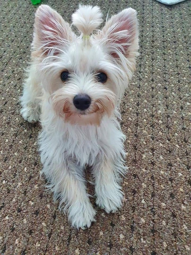 dog_upon's tweet photo. My girlfriends dog smiles the same way as me when when he has to meet new people. https://t.co/NSHoVF4vXd