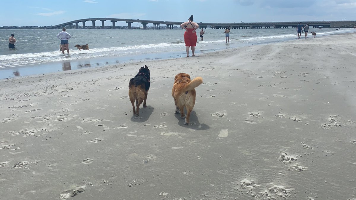 SoloDarling's tweet photo. Oh and @K9_Magnum and Loqui are casual models🤷🏼♀️... #pose #grounding #beachdogs #sandeverywhere #itsprobablyfine https://t.co/3IL3srlgaN