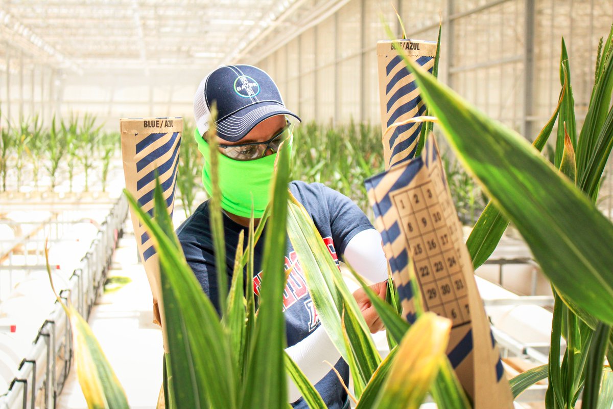 UArizonaCALES's tweet photo. A summer internship at Bayer's Marana Greenhouse reaffirmed Caroline Schulte's passion to put her degree in Biosystems Engineering to work to sustainably feed the world's growing population. #PuttingSciencetoWork #WomenInSTEM @azengineering 

https://t.co/mzELVZJTKG https://t.co/V7N0vQfFSO