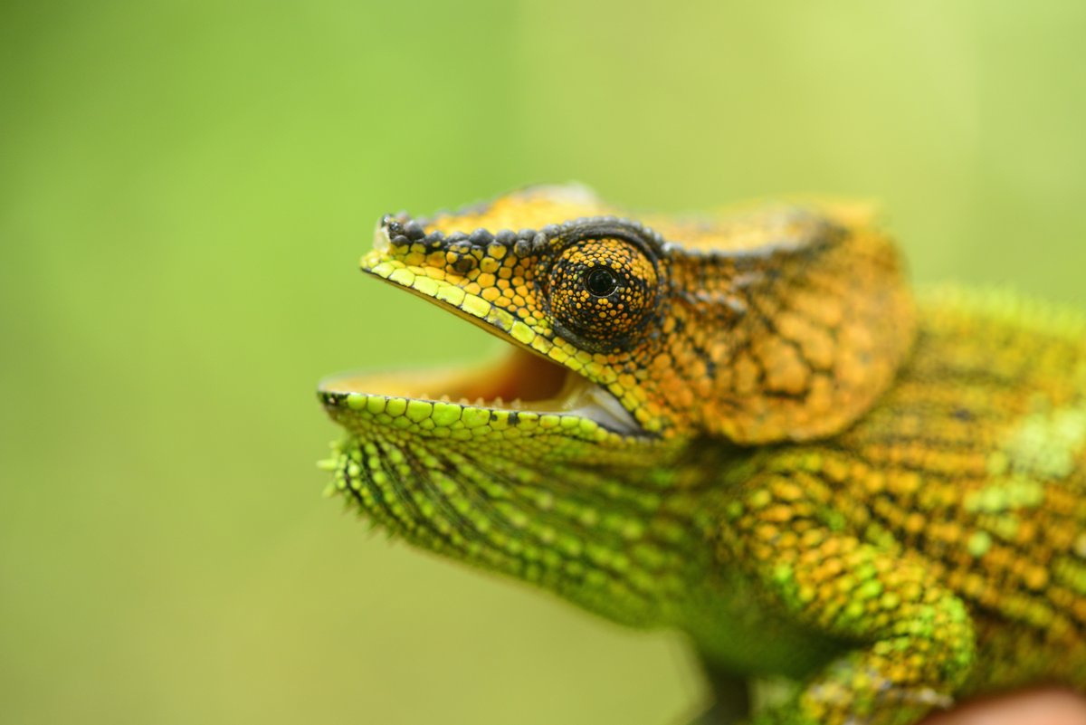 Madagascar has a whopping 425 lizard species (of which 101 are snakes). So about 4% of the world's squamates are found only on Madagascar!Bear in mind, Madagascar is 0.4% of the world's land surface area.  #WorldLizardDay