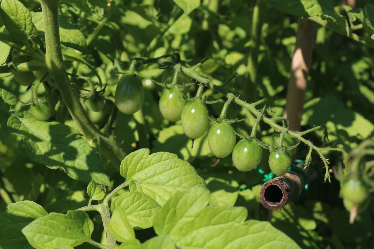 Lien alternatif pour la galerie de photo du jardin!

Alternative link for the new photo gallery of Glendon Community Garden!

glendon.yorku.ca/glendongarden/…