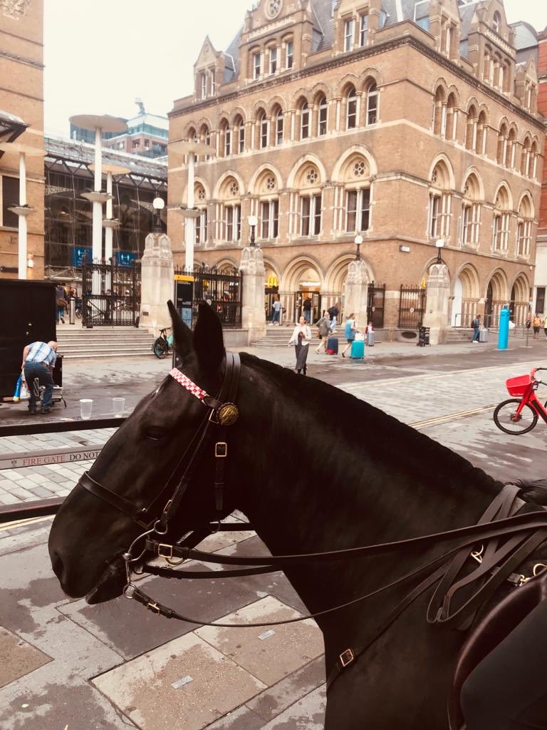 CityHorses's tweet photo. #PHClyde & #PHSamantha engaged in their evening tasking patrols. Very nice atmosphere about town this evening👍 #BroadgateCircle @LeadenhallMkt #LiverpoolStStation #FenchurchSt @CityPolice https://t.co/KPxNRfhHNf