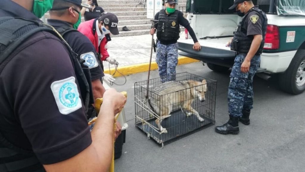 azcarmx's tweet photo. La ONG Animales con Estrella anunció que liberará a las crías de la perra confiscada en la CDMX, en la zona de distribución del lobo mexicano, hecho que arruinaría todos los logros del Programa Binacional de Rescate del #LoboMexicano.

#ElAmorAnimalNoBasta
#ConservaciónConciencia https://t.co/UECMTCkj0N