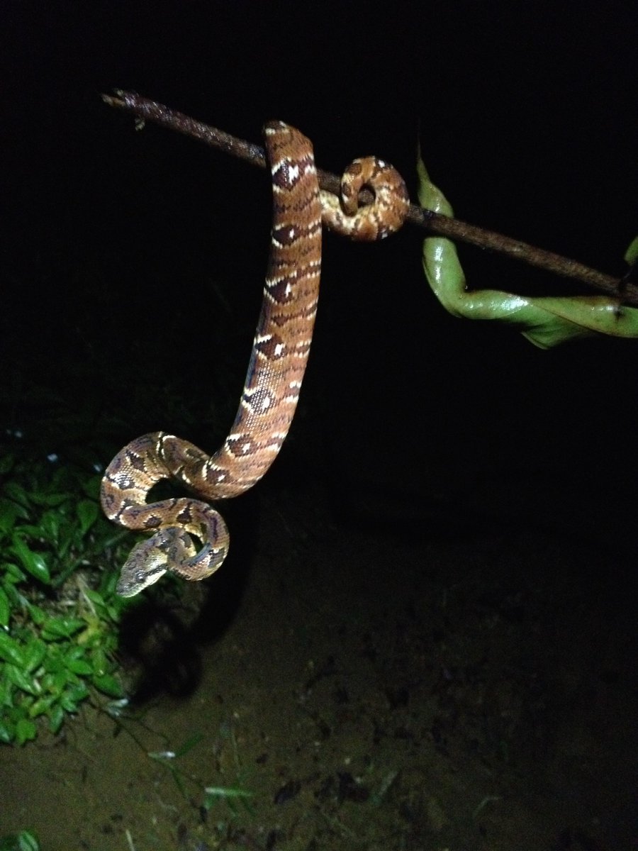 Let's have a breakdown of the groups of squamates in Madagascar!Sanziniidae (4 species), an endemic family of booidean snakes. Very mysterious. Very beautiful. Very convergent evolution with Neotropical and Australasian taxa. Wow. #WorldLizardDay