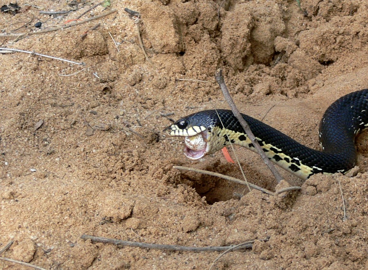 Pseudoxyrhophiidae (81 species) a nearly-Madagascar-exclusive family of colubroid snakes. Hot shit. Occupy ALL the niches, all without significant venom. Eggs? Hognose. Frogs? Treesnake. Hard-bodied lizards? Hinged teeth. Fuck yeah. #WorldLizardDay