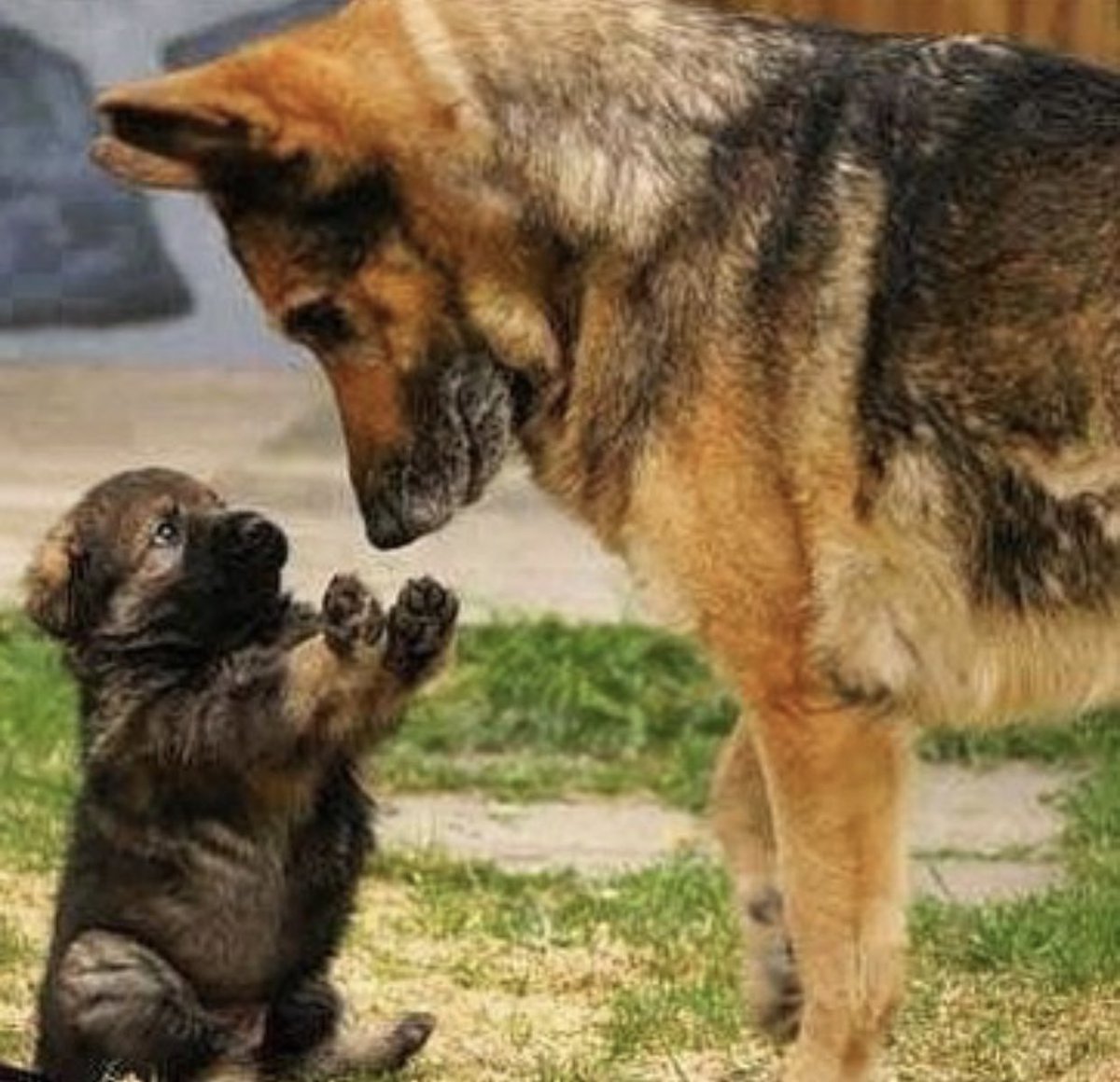 “Mom, mom, mom, mom.... before you say no... hear me out for a second.”