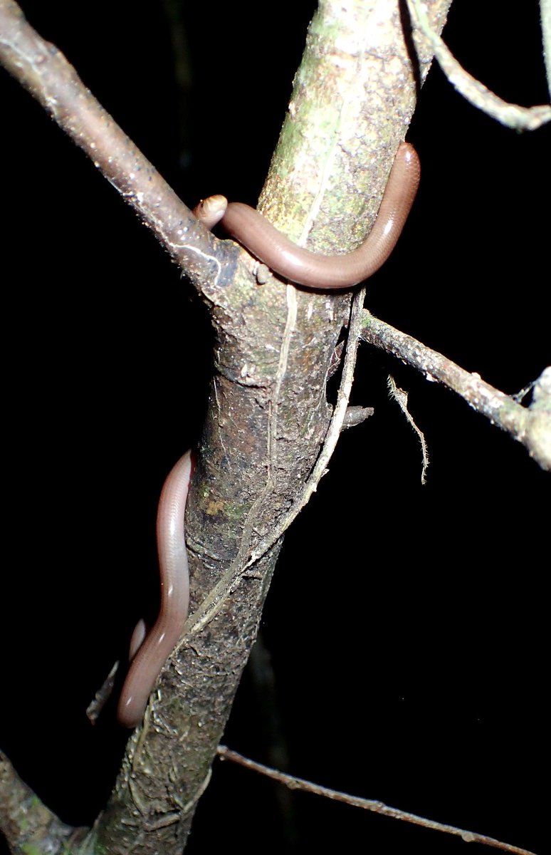 Typhlopoidea has two Madagascar-endemic blind-snake families, Madatyphlopidae (12 species) and Xenotyphlopidae (monotypic). Mysterious. Probably loads of undescribed and unknown species. Occasionally you find them in trees and lose your shit. #WorldLizardDay