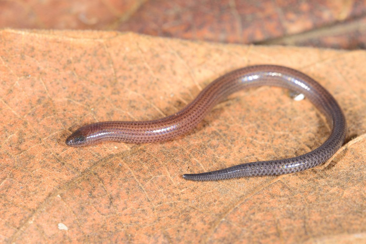 More legs from here on out, though not always.Scincidae (80 species), the skinks. So. many. species. Practically all endemic to Madagascar, most at genus level. Big ones, small ones, aquatic ones, arboreal ones, leggy ones, slithery ones. What more do you want? #WorldLizardDay