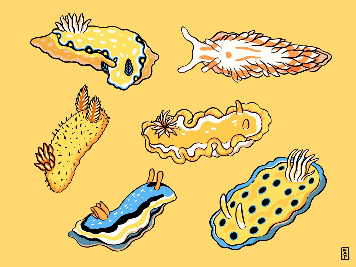fossilforager's tweet photo. Nudibranchs! 💛✨ https://t.co/HzW3XFCtjI