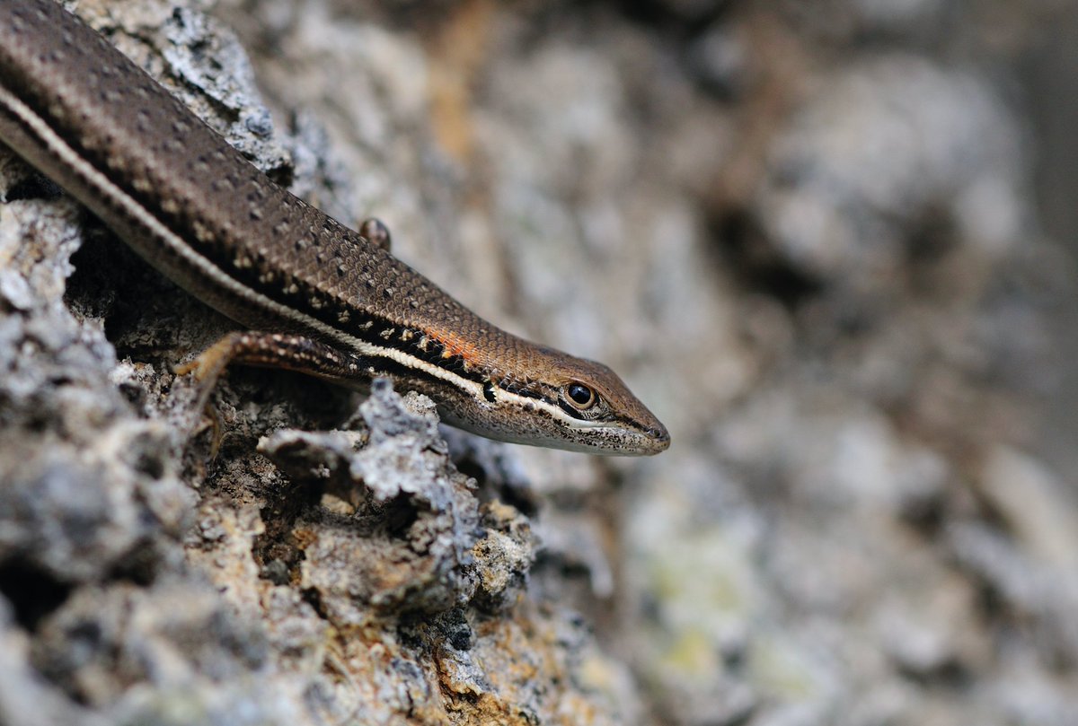 More legs from here on out, though not always.Scincidae (80 species), the skinks. So. many. species. Practically all endemic to Madagascar, most at genus level. Big ones, small ones, aquatic ones, arboreal ones, leggy ones, slithery ones. What more do you want? #WorldLizardDay