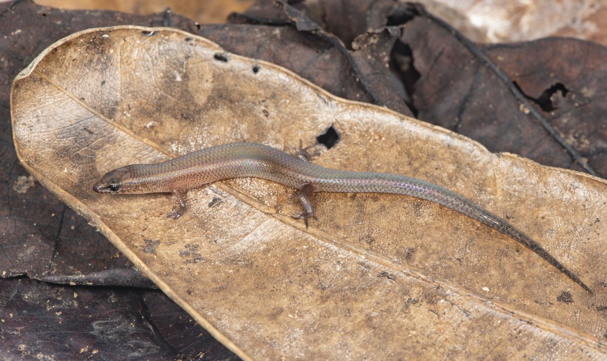 More legs from here on out, though not always.Scincidae (80 species), the skinks. So. many. species. Practically all endemic to Madagascar, most at genus level. Big ones, small ones, aquatic ones, arboreal ones, leggy ones, slithery ones. What more do you want? #WorldLizardDay