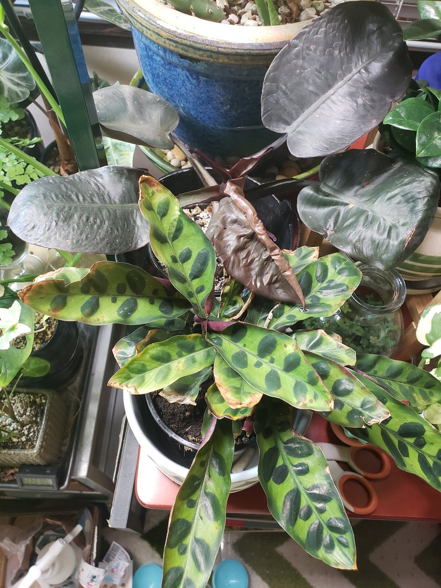 STRUGGLE CORNERrattlesnake plant leaves all get crunchy brown edges & i dont know why??philo black cardinal has dropped a bunch of leaves since i put it in new soil when i suspected it had a fungal infection. hope new leaves wont have that spotting problem