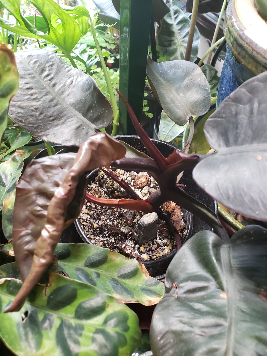 STRUGGLE CORNERrattlesnake plant leaves all get crunchy brown edges & i dont know why??philo black cardinal has dropped a bunch of leaves since i put it in new soil when i suspected it had a fungal infection. hope new leaves wont have that spotting problem