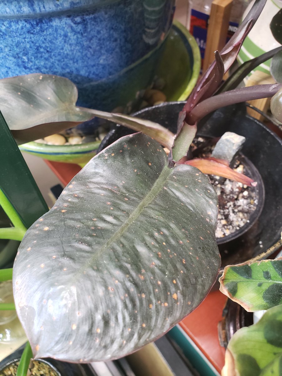 STRUGGLE CORNERrattlesnake plant leaves all get crunchy brown edges & i dont know why??philo black cardinal has dropped a bunch of leaves since i put it in new soil when i suspected it had a fungal infection. hope new leaves wont have that spotting problem