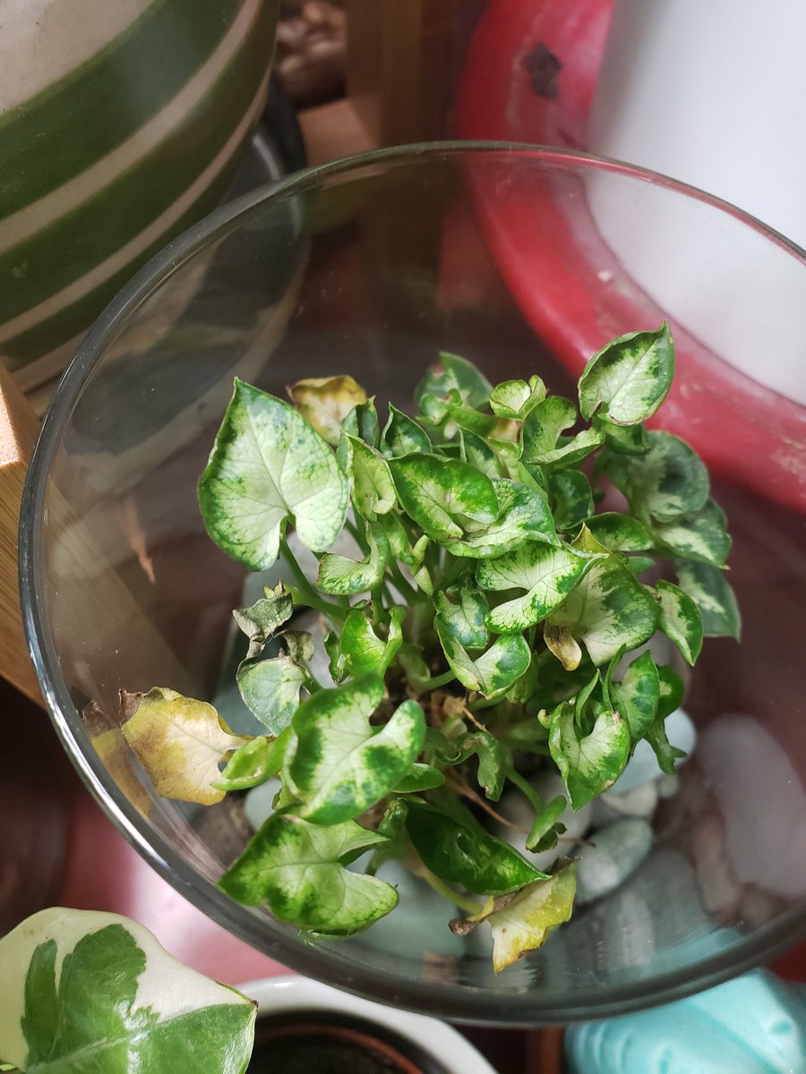 mini pixie syngonium is unhappy. we dont know why.silver squill is only producing tiny leaves. dont know why!!elephant bush more like sad stick plant that cant keep leaves on. also dont know why!!i dont remember what this one is called but the top leaves keep shriveling up