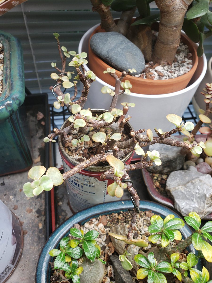 mini pixie syngonium is unhappy. we dont know why.silver squill is only producing tiny leaves. dont know why!!elephant bush more like sad stick plant that cant keep leaves on. also dont know why!!i dont remember what this one is called but the top leaves keep shriveling up