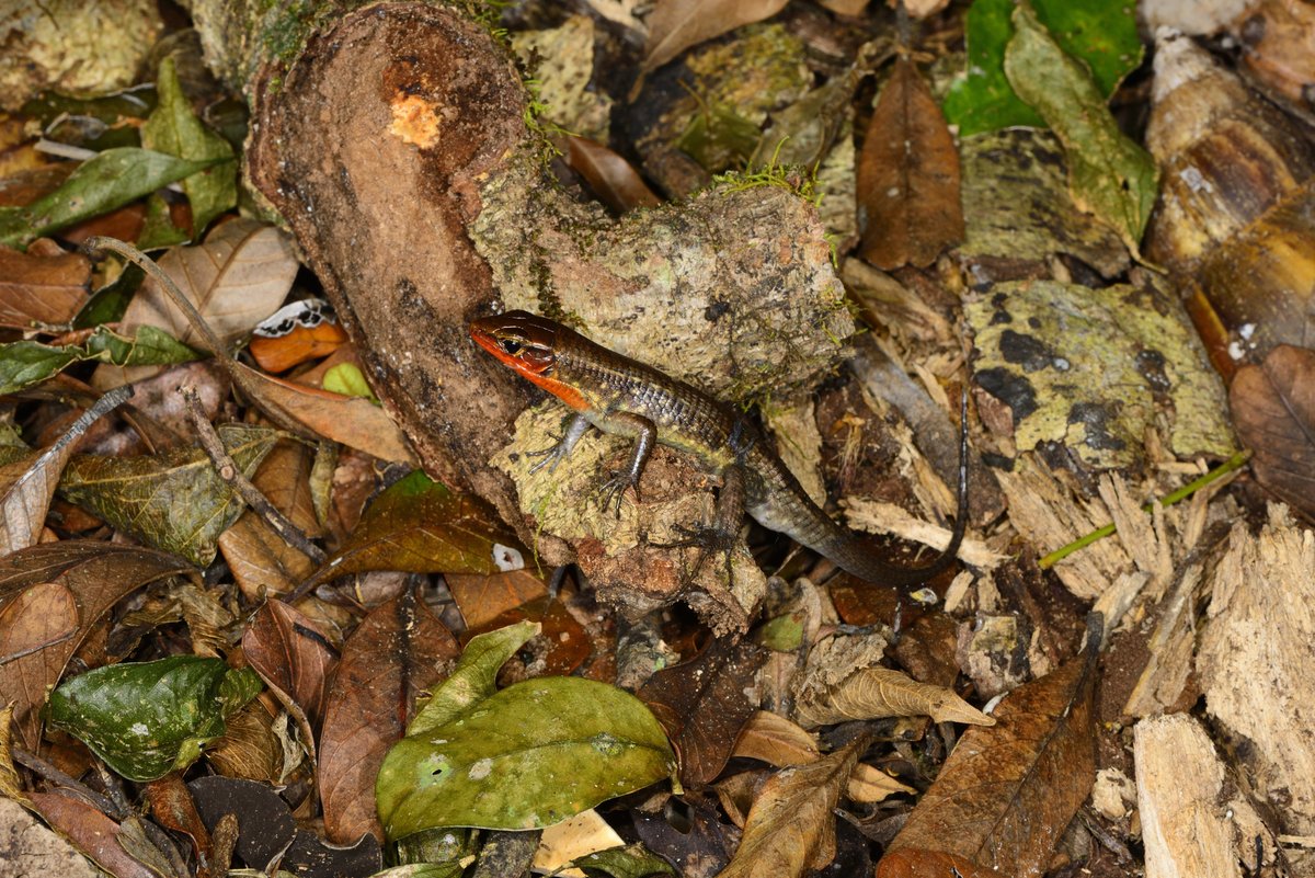 Gerrhosauridae (19 species), the plated lizards, are often confused with skinks. Madagascar has two genera, Zonosaurus and Tracheloptychus. Some are huge, some are canopy dwellers, and many can shed scales to escape predators.  #WorldLIzardDay