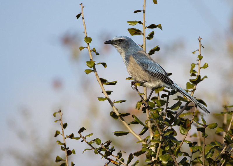 Now for a talk by Young Ha Suh, talking about tracking prospectors in a cooperative breeder. 

#NAOC2020 #ornithology 

(photo: Andy Wraithmell via Flickr)