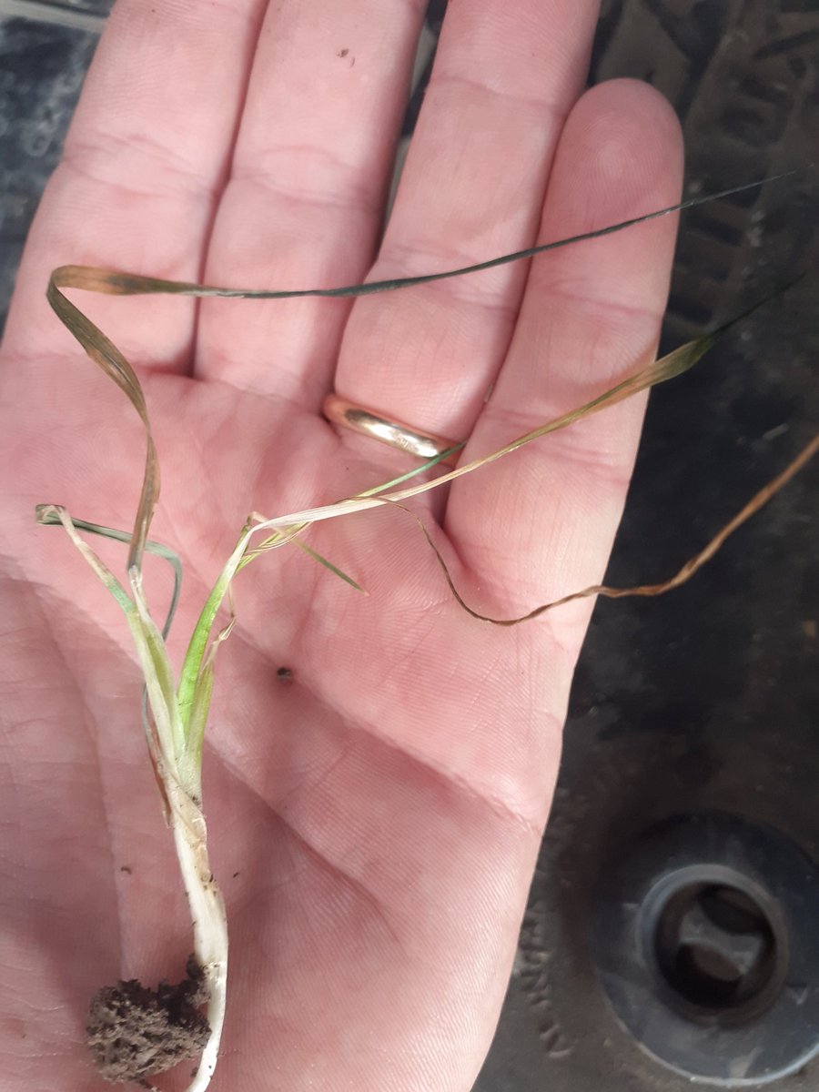 Fósforo aumentando la tolerancia al efecto de daño por heladas ( lote con 20 ppm P bray)