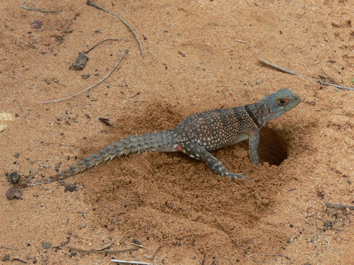 Opluridae (8 species) are Madagascar's 'iguanas'. They're a Madagascar-endemic, VERY old family, and are very into punk rock. Their closest relatives are in South America. Yeah. Old. Some species have an extremely pronounced parietal eye.  #WorldLizardDay