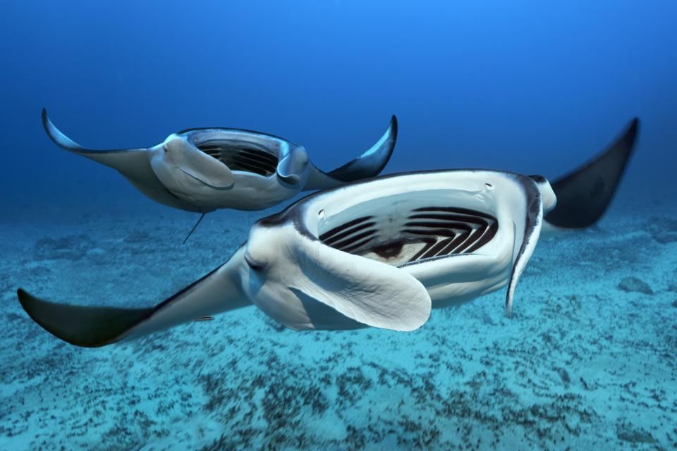 FinsUnited's tweet photo. Happy #FlatSharkFriday, #SharkWeek! New research shows that reef #mantarays (Mobula alfredi) are highly resident around D’Arros Island and St Joseph Atoll in #Seychelles: https://t.co/mXGmK5dkIO https://t.co/dPtTAyppyK
