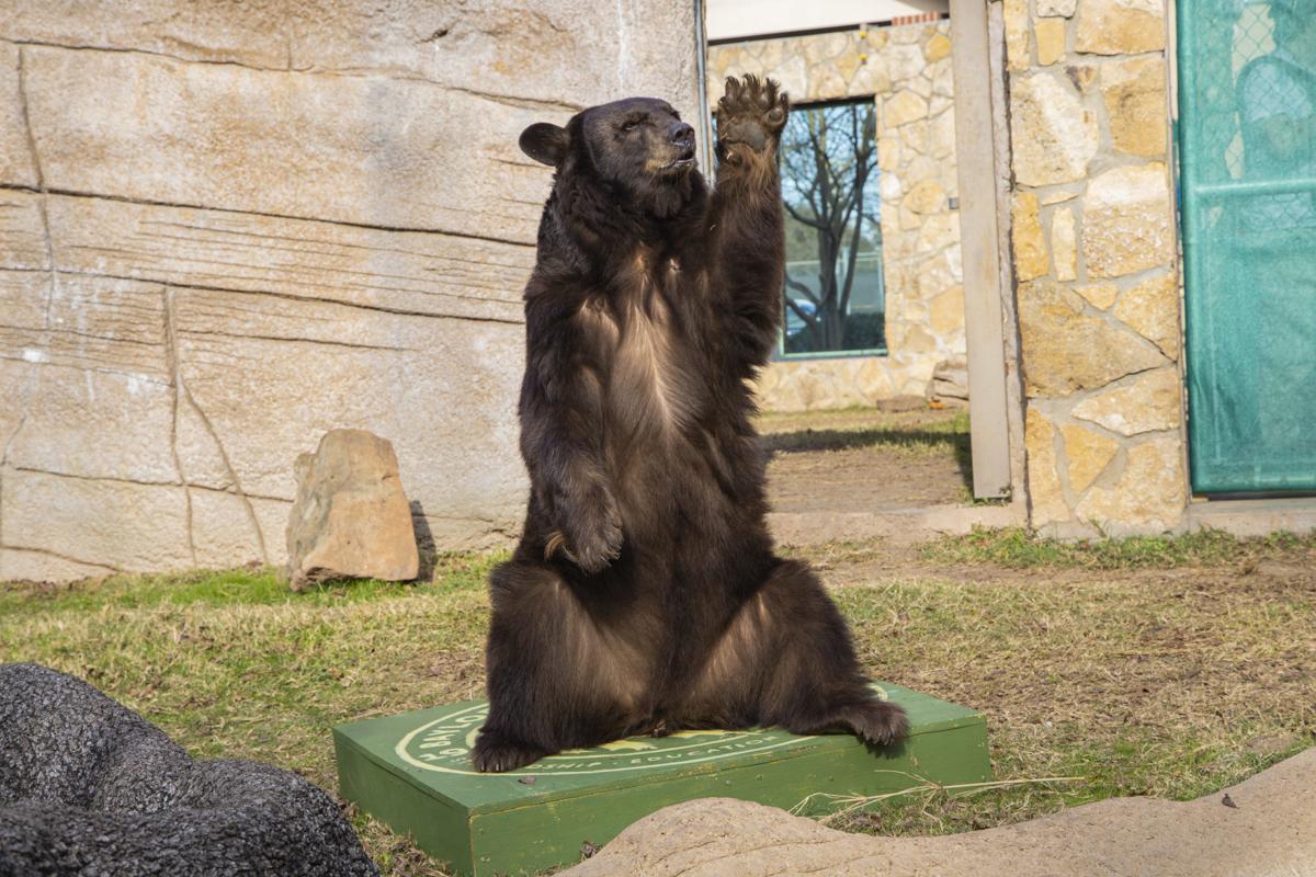 baylorenergy's tweet photo. When Baylor started participating in sports it did not have a mascot! By the fall of 1914, students began to call for a mascot, &amp; it was proposed that a contest be held to determine what it should be. The "Bear" came in 1st place &amp; the "Baylor Buffalo" in 2nd! #FunFactFriday https://t.co/0qEDlRrI3b
